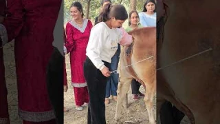 Artificial insemination training 7618200015 #ai #cow #farming