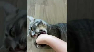 Главная ошибка в воспитании кота 😿 Никогда так не делайте #shorts #кот #кошки