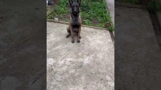 Дрессировка бельгийской овчарки малинуа - база #шортс #малинуа #бельгийскаяовчарка #дрессура