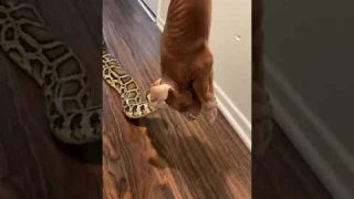 Rocky My GIANT Python Having Piggy Dinner! 🐷🐍