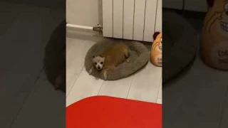 Картошка фри в #аэрогриль #вкусно #папаидочка