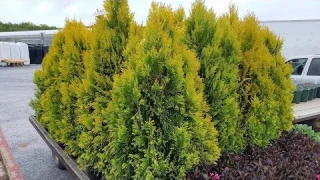 Best Evergreens - Thuja plicata 'Forever Goldy' (Golden Arborvitae)