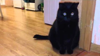 Электрический кот