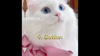 TOP 5 BEST NAMES FOR WHITE CATS 🐱 #shorts #short #cat