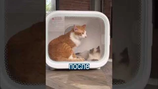 Коты в экстазе: сушилка для животных