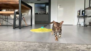 Ferplast Predator интерактивная игрушка для кошек