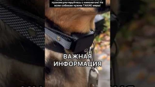 АНТИЛАЙ ОШЕЙНИК - УЧИМСЯ ХОРОШИМ МАНЕРАМ! ⭐️Читайте описание⭐️