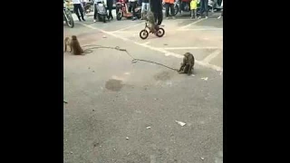 kinh điển khỉ đua xe đạp.!