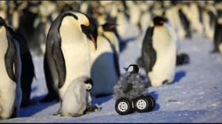 Baby Robot Penguin ...For Science!
