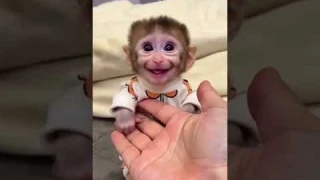 Ребята посмотрите ,такой милый. #обезьяны #любовь #радость #улыбка #настроение #наслаждение