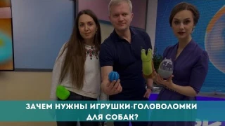 Игрушки-головоломки для собак
