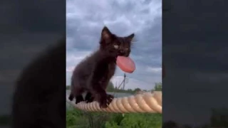 Чипусик учится носить в зубах добычу 🐈‍⬛ #котенок