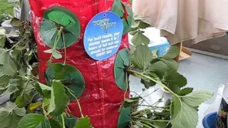 How To Plant Strawberry Strawberries Topsy Turvy Hanging Planter Container Gardening Jazevox Video