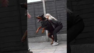Aggressive Doberman Pinischer Military Training Skills #dogs #dog #dogshorts #viral