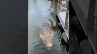 Так плавают крокодилы.Знали об этом? #shorts #крокодил