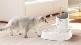isYoung Cat Fountain LED Pet Water Fountain Ultra Quiet Automatic Pet Water Dispenser Review, Value