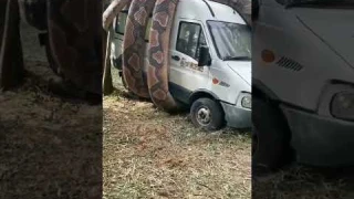 Анаконда схватила микроавтобус#shorts