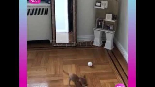 Smart-ball для собак - отзывы