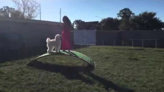 Paw Haven Bark Park Dog training with Vanna White "sit"