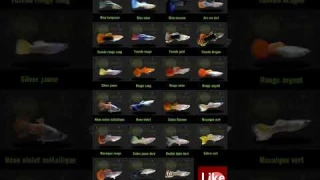All varietys guppy fish#all guppy types#all guppy species#shorts #shortsfeed #viralshorts
