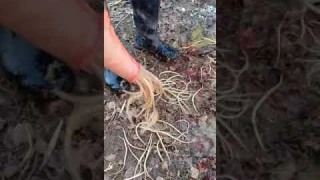 Аскаридоз лошадей