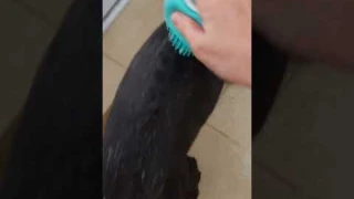 Try bathing the dog with the soap dispensing brush