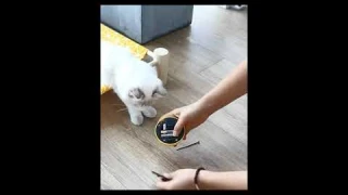 Умная игрушка убегающая музыкальная игрушка для собак и кошек. Умные интерактивные игрушки для кошек