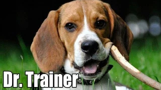 Dr. Trainer's T1sPro Dog Training Collar with Remote