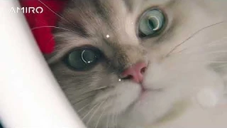 AMIRO O2 Lighted Vanity Mirror