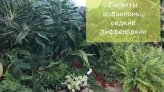 Большое поступление крупных комнатных растений. 21.06.2021г