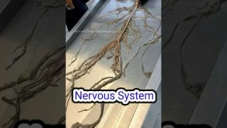 Human Nervous System ❤️।                  #nervoussystem #brain #spinalcord #peripheralnervoussystem