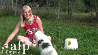 Автоматическая интерактивная игрушка метатель мячей для собак Paws-3196