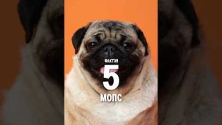 5 фактов о породе – Мопс #shorts #мопс #собаки