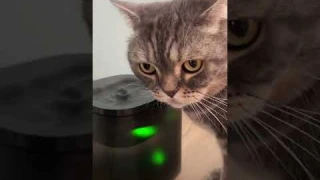 У Бэнни появился новый умный гаджет - питьевой фонтанчик от PETKIT