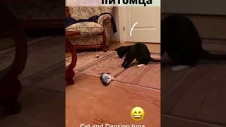 Интерактивная игрушка для кота #shorts #кот #tinytuna
