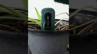 What Happens If You Dump Water on the Plantron Afra II Outdoor Soil Moisture Sensor? #shorts