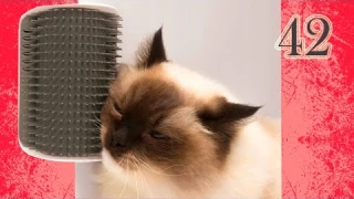 Лучшие товары для домашних животных с АлиЭкспресс