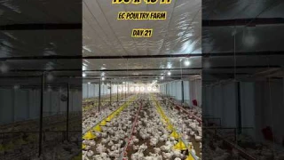 (196 ft X 43 ft) 11000 Capacity EC Poultry Farm || Day 21