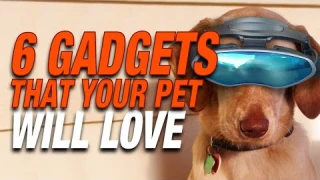 6 gadgets that your pet will love