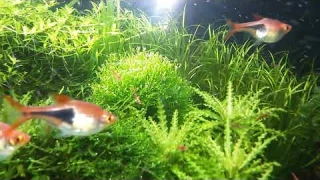 Chihiros rgb после месяца использования. Впечятления.