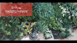 Обзор поступления комнатных растений от 26 июня 2022г. Папоротники, маранта, антуриумы, алказии и др