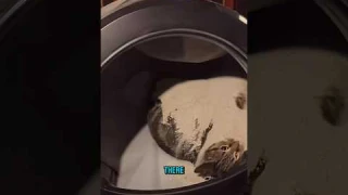 Self Cleaning Litter Box