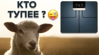 А УМНЫЕ ВЕСЫ ДЕЙСТВИТЕЛЬНО УМНЫЕ? #Shorts