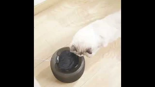 XCHO 2023 New BPA Free Water Dispenser, Extremely Quiet Drinking Fountain for Cats and Dogs