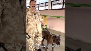 НЕ БЕРИ КАНЕ-КОРСО пока НЕ УЗНАЕШЬ ЭТО!  ВСЁ о Кане-корсо! Социализация собак. #shorts