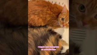 Умная сушка, которую можно использовать даже дома!