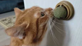 ИГРУШКА ШАРИК ДЛЯ КОШЕК КУПИЛ СВОЕМУ КОТУ