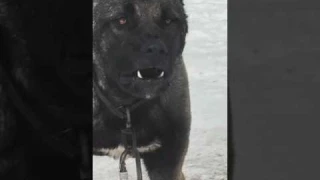 kangal dogs breeds ☠️ number 1 Dangerous dog breeds in the world #kangal #dog #viwes