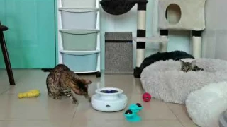Умная интерактивная игрушка для котов и кошек T60 Smart Interactive Cat Toy от Xiaomi