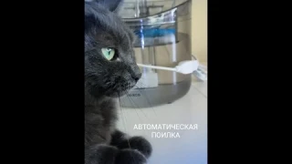 АВТОМАТИЧЕСКАЯ #ПОИЛКА ДЛЯ КОШЕК/ОБЗОР/ФОНТАН